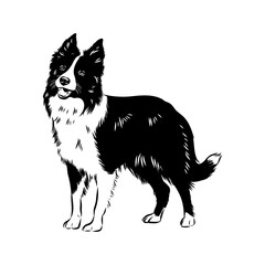 Border Collie Dog Vector isolated on white background, Dog Silhouettes.