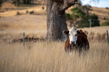 growing beef cows and cattle grazing on sustainable managed grasses on a farm holding microorganisms