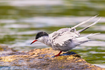 Common tern resting on a rock. by the water