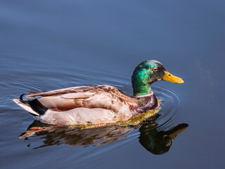 Mallard  duck , male (nas platyrhynchos),  on a lake