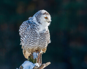 Snowy owl (Bubo scandiacus) perching on a rotten tree stump on a cold winter morning against dark foliage background.