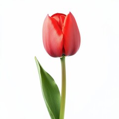 Red tulip close-up