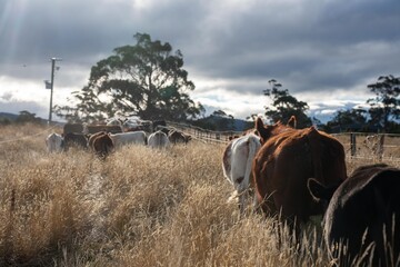 beautiful cattle in Australia eating grass, grazing on pasture. Herd of cows free range beef being...