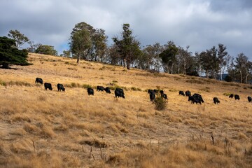 growing beef cows and cattle grazing on sustainable managed grasses on a farm holding microorganisms