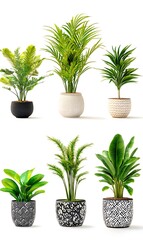Obraz premium Potted plants collection, lush green foliage in decorative planters on white background