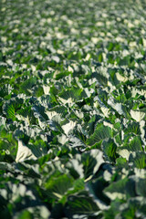 畑で栽培されているキャベツ