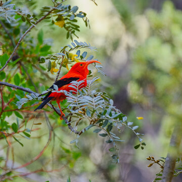 Fototapeta photograph of a Hawaiian 'I'iwi or Scarlet Honeycreeper