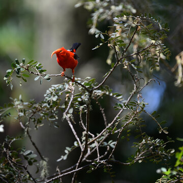 Fototapeta photograph of a Hawaiian 'I'iwi or Scarlet Honeycreeper