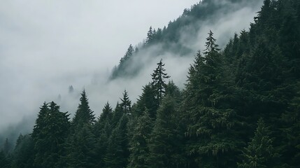 Misty Mountain Forest: A Serene Landscape