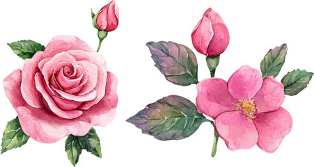 bouquet of pink roses