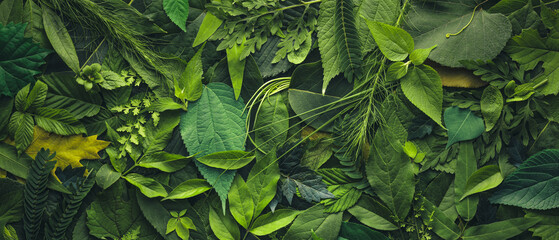 Foliage background with a variety of real plant leaves showing a diverse ecosystem, detailed greenery, and the biodiversity of nature. Environmentally friendly, Earth day, or jungle background.