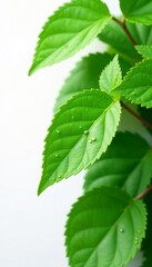 - Fresh green lygodium japonicum leaves with droplets of water on white background, isolated, nature, foliage