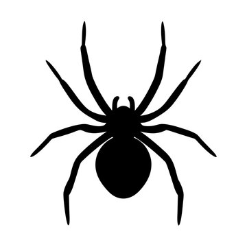 spider animal black silhouette icon - designs for jungle animals spider, Safaris, wildlife, rainforest, vector on a white transparent.