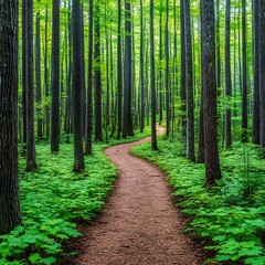 Obraz premium Serene Winding Forest Path Lush Green Trees