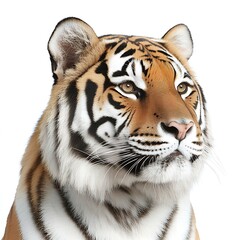 Fototapeta premium Majestic Bengal Tiger Portrait Close Up Wild Cat Animal Image