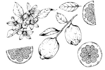 set of hand-drawn illustration of lemon fruits, flowers and leaves, isolated on white background