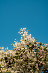 cherry tree blossom
