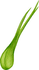 watercolor illustration lemongrass