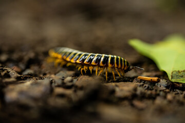 Tiny Legs of Centipede Crawling Along Dirt Trail