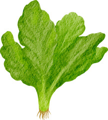 watercolor illustration lettuce