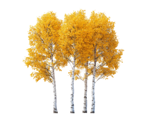 Bright Yellow Autumn Trees with Vibrant Leaves in Natural Setting