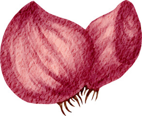 Watercolor Illustration of Onion 