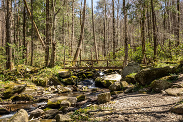 Obraz premium Tree Trunk Bridge Over Cosby Creek In Great Smoky Mountains