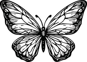 butterfliy, ink drawing, hand drawn vector illustration