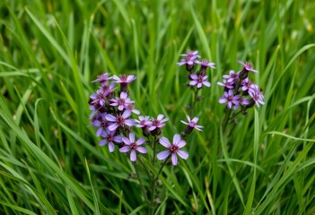 Cluster of vibrant purple wildflowers blooming amidst lush green grass, isolated on white, isolated, photography © Pimchada