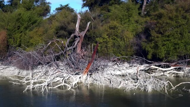 Trees and Branches Emerging from a Muddy River &ndash; Natural Wetland Scene