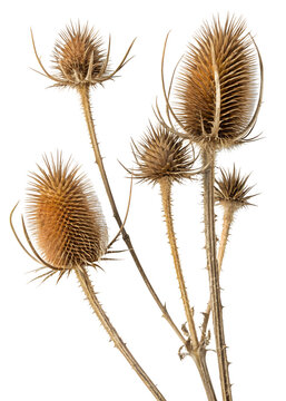 dry burdock teasle on white background.png