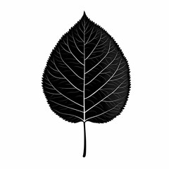 Fototapeta premium Black and White Minimalist Botanical Leaf Illustration - Eco-Friendly Nature Design with Seasonal Foliage Texture