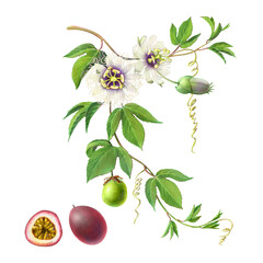 Passion Fruit or Passiflora Edulus hand-drawn pencil illustration isolated on white with clipping path