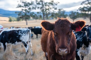growing beef cows and cattle grazing on sustainable managed grasses on a farm holding microorganisms