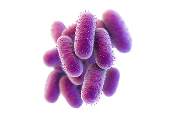 Gram-positive bacteria isolated on transparent background
