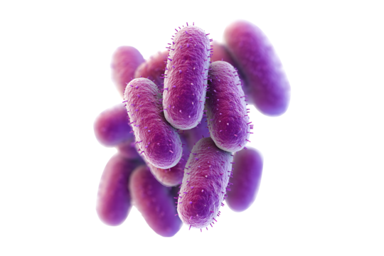 Gram-positive bacteria isolated on transparent background
