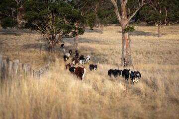 beautiful cattle in Australia eating grass, grazing on pasture. Herd of cows free range beef being...