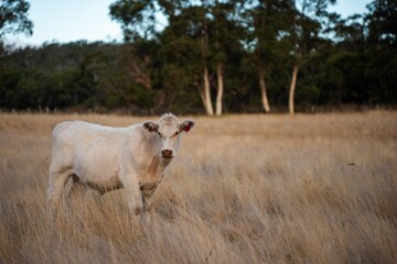 beautiful cattle in Australia eating grass, grazing on pasture. Herd of cows free range beef being...