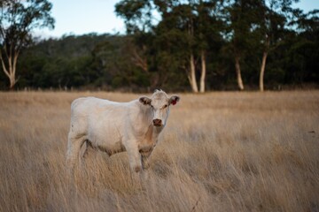 beautiful cattle in Australia eating grass, grazing on pasture. Herd of cows free range beef being regenerative raised on an agricultural farm. Sustainable farming of food crops. Cow in field