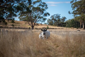 beautiful cattle in Australia eating grass, grazing on pasture. Herd of cows free range beef being...
