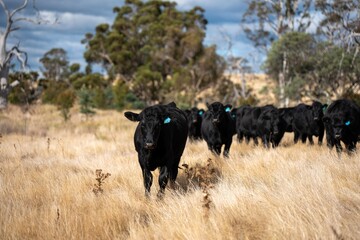 beautiful cattle in Australia  eating grass, grazing on pasture. Herd of cows free range beef being regenerative raised on an agricultural farm. Sustainable farming 