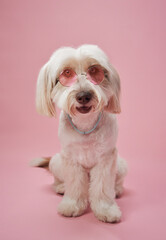A white fluffy dog sits with a relaxed posture on a pastel pink studio background, its gentle expression highlighted by soft lighting. The minimalistic composition enhances the peaceful mood of the