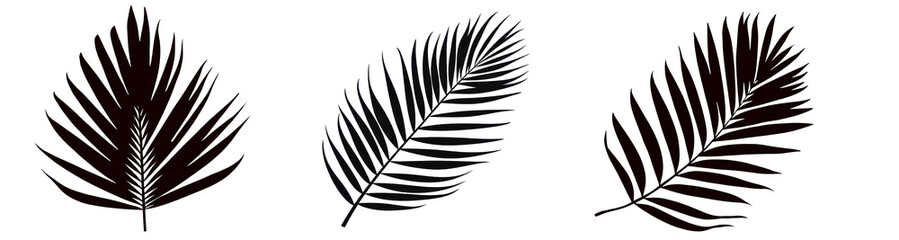 Fototapeta premium Palm tree leaf black silhouette set, cut out