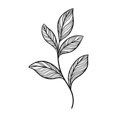 Cute line art leaf icon illustration