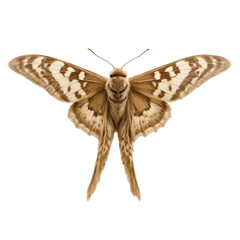 Close Up of a Moth Flying Forward, with Detailed Motion Blur of Wings and Antennae