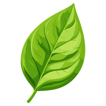 Green basill leaf illustration eco-friendly botanical vector