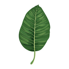 Green croton leaf illustration plant botanical vector
