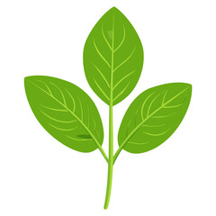 Fototapeta premium Green oregano leaf illustration eco-friendly botanical vector