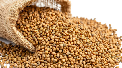Fototapeta premium Close-up of organic Carom seeds (Trachyspermum ammi) or Ajwain in a jute bag on a heap of Carom seeds, isolated on a white background.