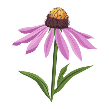 purple coneflower bloom on white background clip art preview